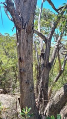 Eucalyptus piperita