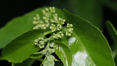Anredera cordifolia
