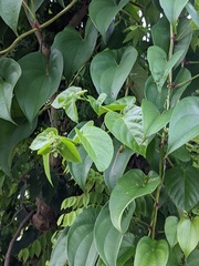Anredera cordifolia