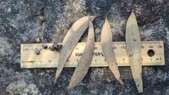 Eucalyptus piperita