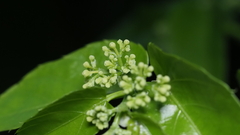 Anredera cordifolia