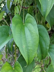 Anredera cordifolia