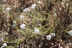 Metalasia pulchella