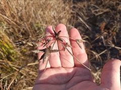 Bolboschoenus maritimus