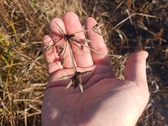 Bolboschoenus maritimus