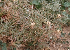 Peganum harmala