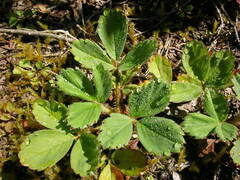 Fragaria virginiana