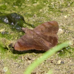 Pellicia