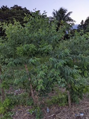 Cassia fistula