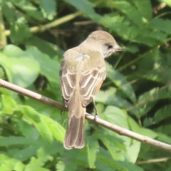 Myiarchus tyrannulus