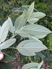 Cassia fistula