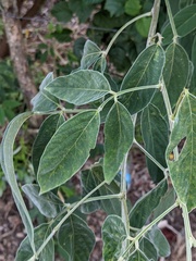 Cassia fistula