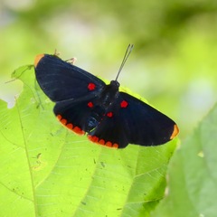 Melanis pixe pixe