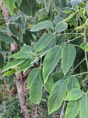 Cassia fistula