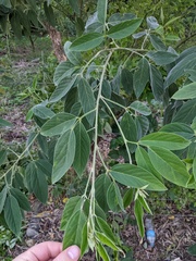 Cassia fistula