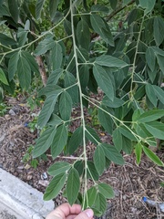 Cassia fistula
