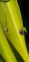 Phiale roburifoliata