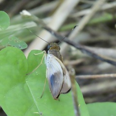 Calpodes longirostris