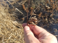 Bolboschoenus maritimus