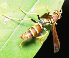 Polistes crinitus