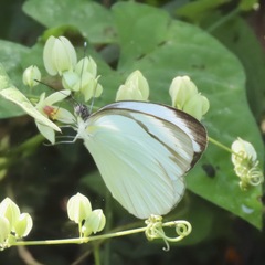 Itaballia demophile centralis