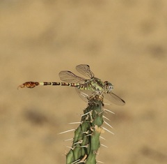 Paragomphus madegassus