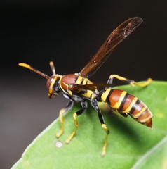 Polistes crinitus