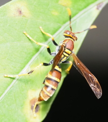 Polistes crinitus