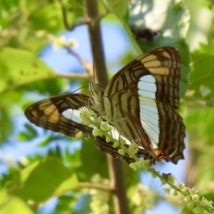 Adelpha iphicleola
