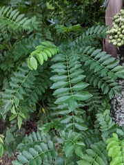 Spondias purpurea