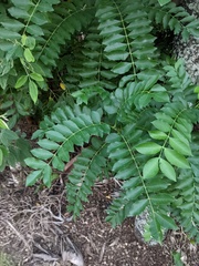 Spondias purpurea