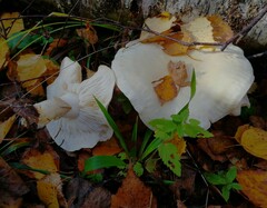 Tricholoma album