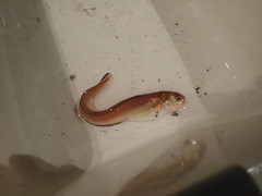 Ophidion scrippsae