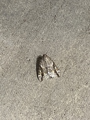 Catocala marmorata