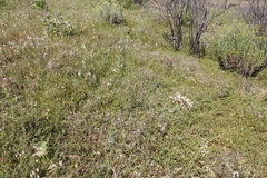 Aspalathus retroflexa retroflexa