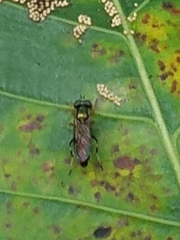 Merosargus