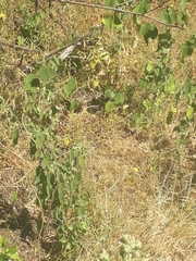 Crotalus molossus nigrescens