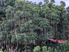 Kigelia