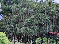 Kigelia
