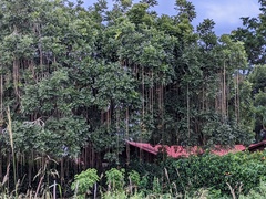 Kigelia