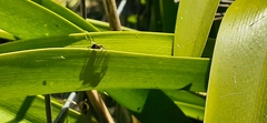 Phiale roburifoliata