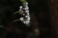 Deutzia crenata