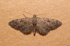 Eupithecia pusillata