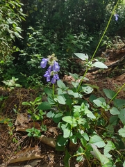 Salvia prunelloides