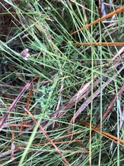 Symphyotrichum walteri