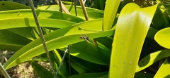 Phiale roburifoliata