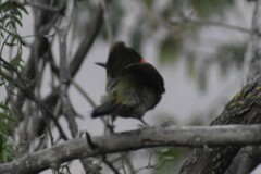 Colaptes atricollis