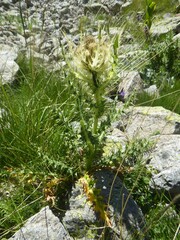 Cirsium spinosissimum