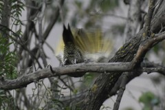 Colaptes atricollis