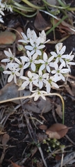 Allium neapolitanum